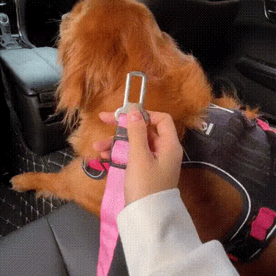 Cinturón de seguridad para coche para perros y gatos