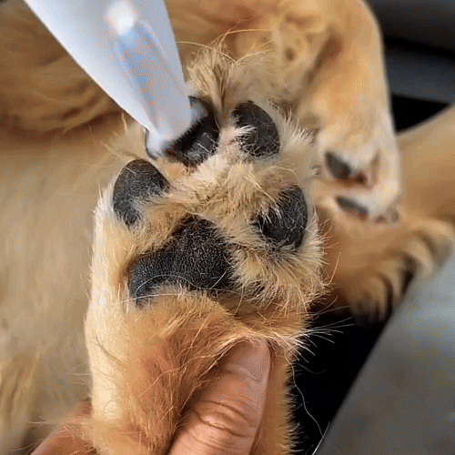 Pelaje Cortar El Pelo A Los Perros En Verano Tijeras Pelaje Eléctricas Mascotas Juego Tijeras Pelaje